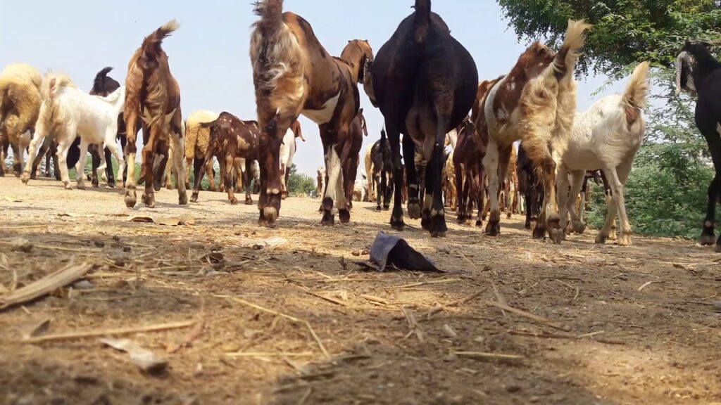 "چک جھمرہ میں چوری ہونے والی قیمتی بکریوں کا ریوڑ"**